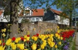 Hattingen: Fachwerkhäuser mit Tulpenbeet
